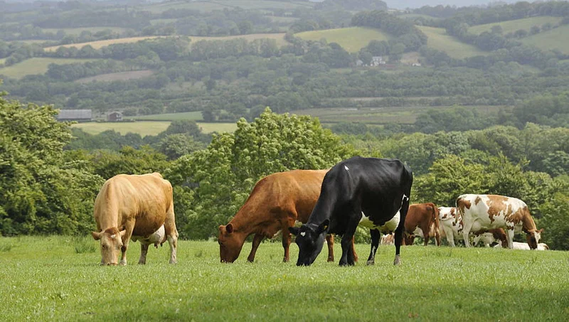 IFA calls for Government to support farmers facing fodder crisis