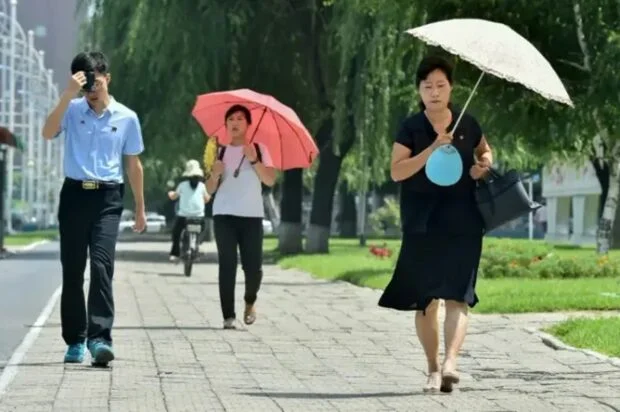 North Korea touts dog soup, ginseng to beat the heat