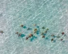 Drone footage shows rare bird’s-eye view of stingrays off New York coast