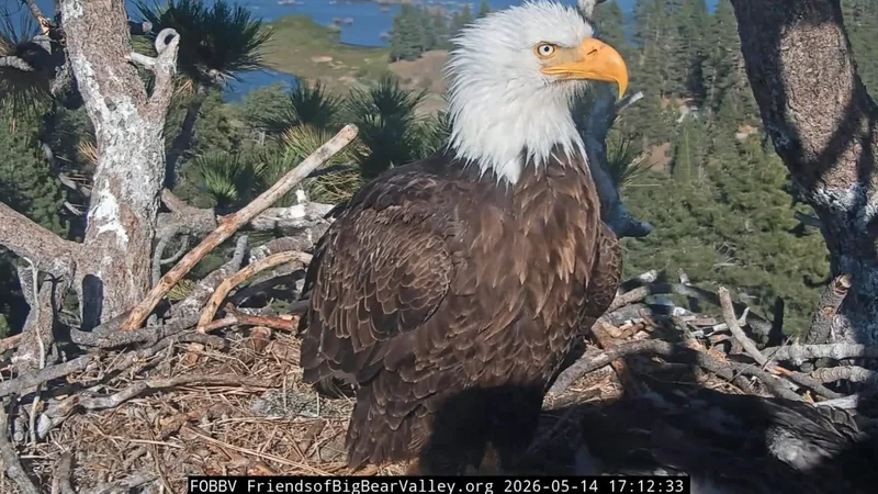 Jackie the bald eagle’s blood values drop again, still in critical condition