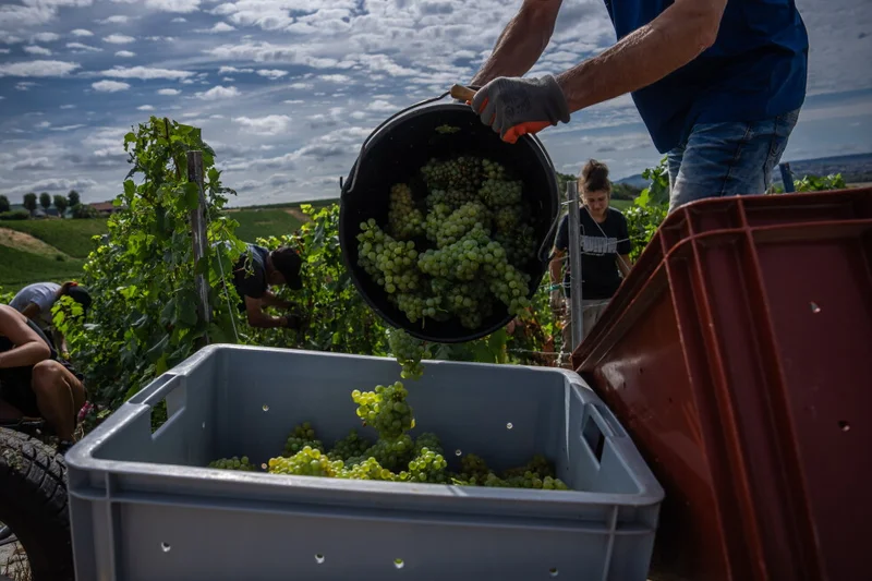 Champagne growers race to preserve quality in record-early harvest