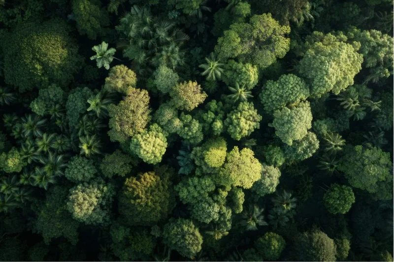 Forests Withered During an Ancient Warming Episode. History Could Repeat Itself