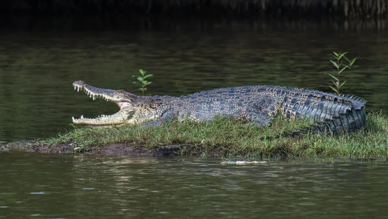 Water activities at Pandan Reservoir suspended after crocodile sighting