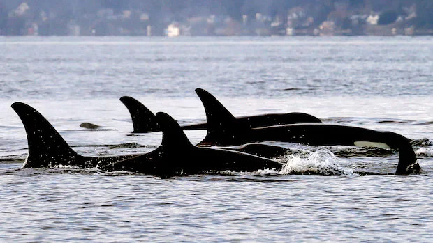 As Trump rolls back endangered species protection, experts say Canadian wildlife is also at risk