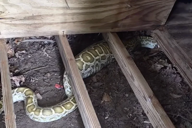 8-foot python found living under family’s shed — and X-Rays discovered what it ate