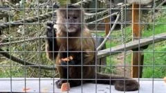 Monkey sanctuary to shut after more than 60 years