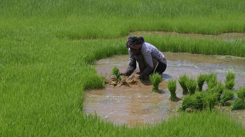 Farmers in Kerala’s Thrissur await over ₹10 crore in paddy dues as Onam nears