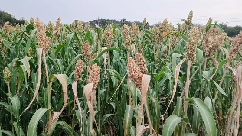 Farmers encouraged to go for PPFM spraying on crops to mitigate drought-like condition