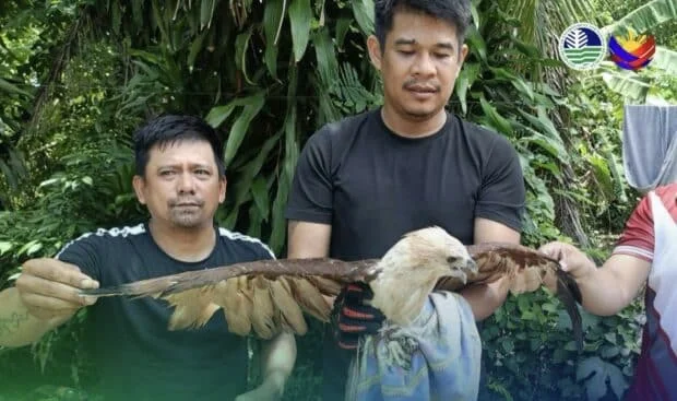 2 raptors caught in Cagayan town turned over to wildlife center