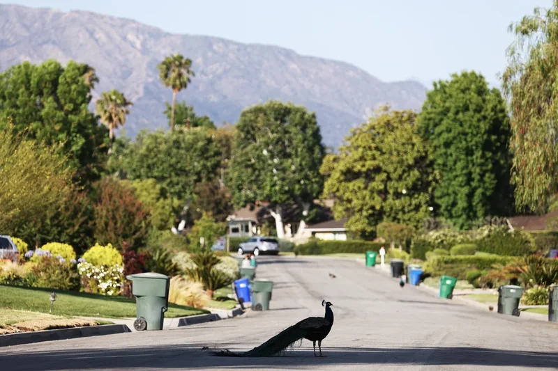California mailman accused of beating beloved peacock with a rock after it followed him