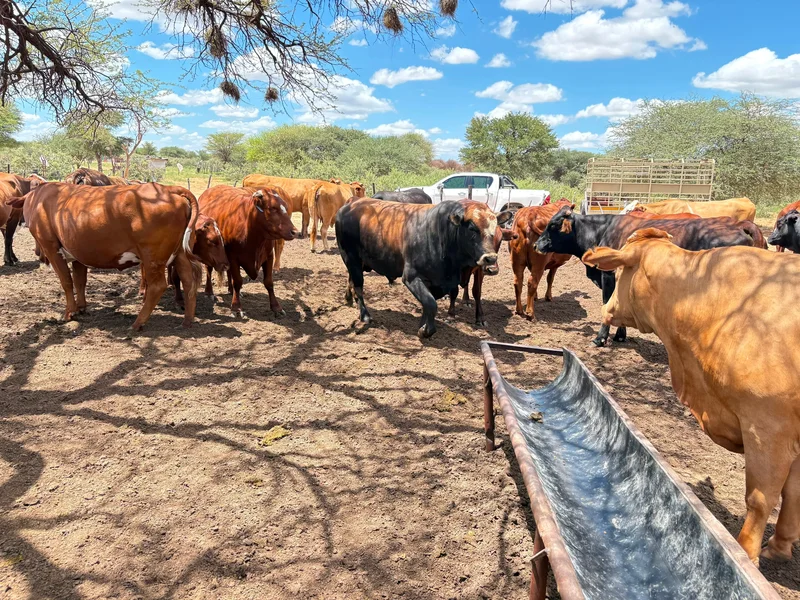 Foot-and-Mouth Disease: South Africa's quiet business crisis