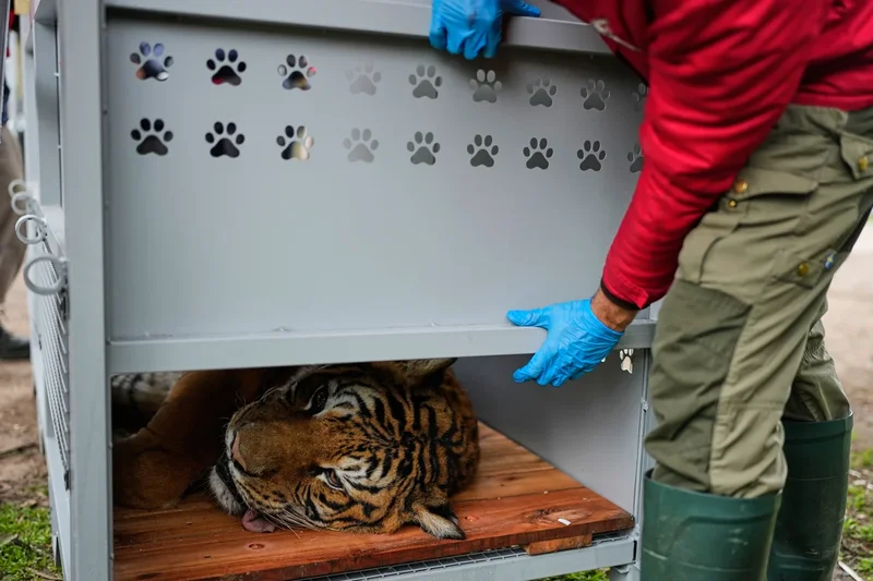 Lions and tigers begin a long-awaited rescue from a notorious Argentine zoo
