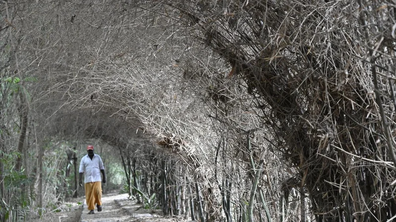 Why Coimbatore is planting bamboo around its lakes