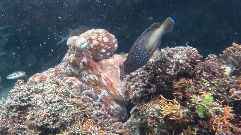 Young wild octopuses may form a 'fight club' and slap territorial fish if they get too close