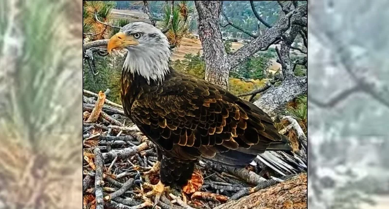 Bald eagle Shadow’s friend KD1 gets a new name