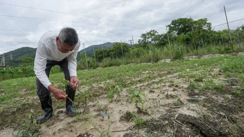 Non-stop summer rain leaves Hong Kong farmers with heavy losses as crops fail