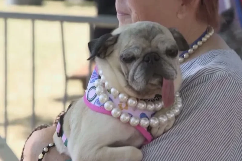 Pug Jinny Lu crowned World’s Ugliest Dog in hilarious 50th anniversary contest