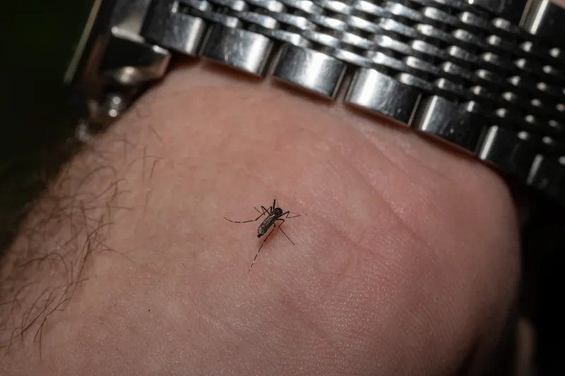 West Nile virus deaths are climbing as US enters peak season for deadly mosquito-borne infections