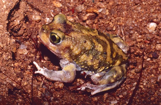 A New Toad Species Emerges from the La Brea Tar Pits
