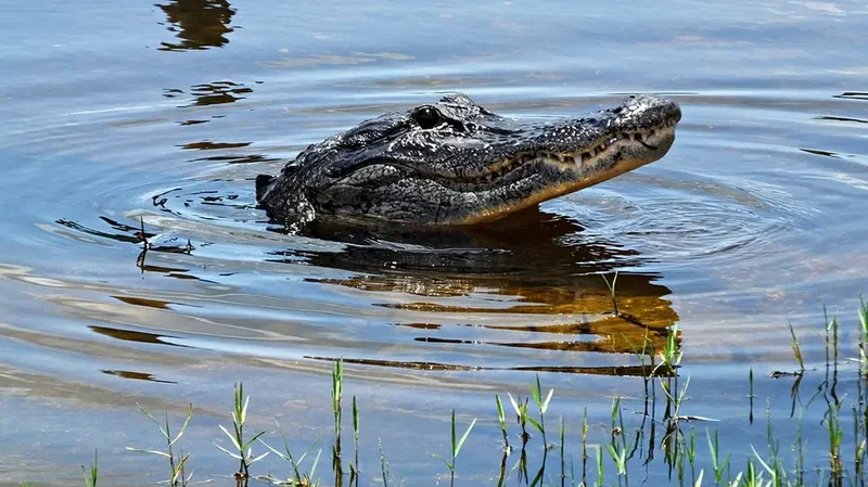Florida woman loses arm in Silver River alligator attack as boater races to save her life