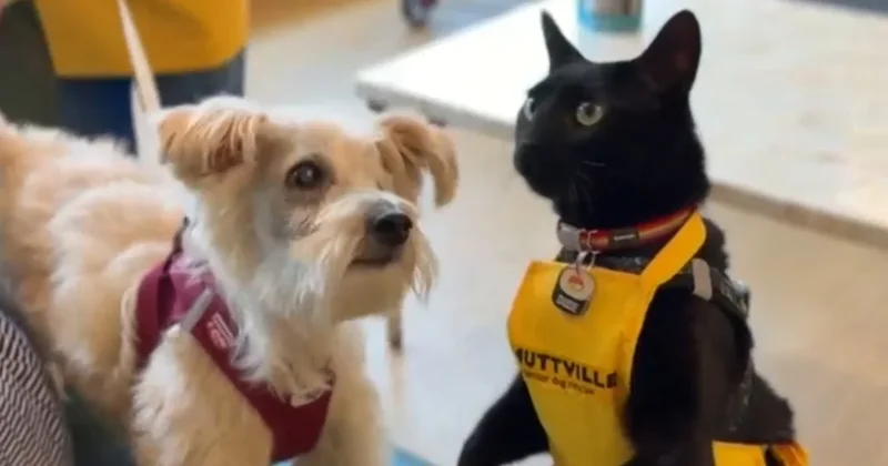 Cat helps senior shelter dogs find their forever homes