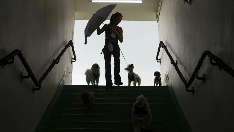When prey instinct strikes: fast ways to save small pets from big dogs