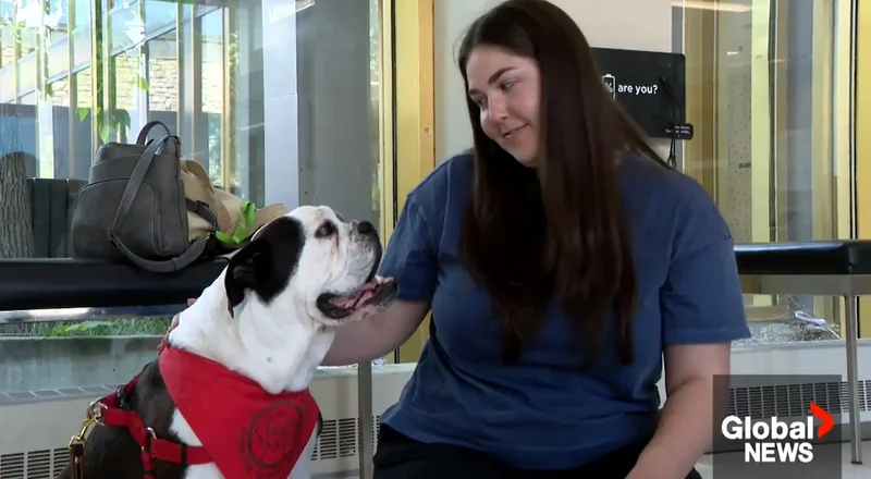 Flipping the script: USask research focuses on therapy dog’s perspective