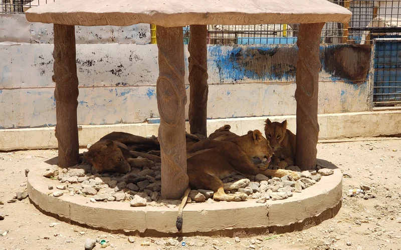 Three lions die of suspected heatstroke at Tokyo zoo