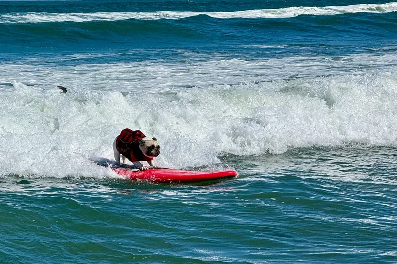 Top dogs ride waves at annual World Dog Surfing Championships