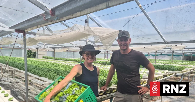 Country Life: Hydroponics in Horowhenua