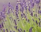 Purple reign: how shade became British gardeners’ favourite