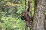 Last Common Ancestor of Humans and Chimpanzees May Have Been a Skilled Tree Climber