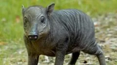 Rare piglet the size of 'a grapefruit with legs' born at zoo