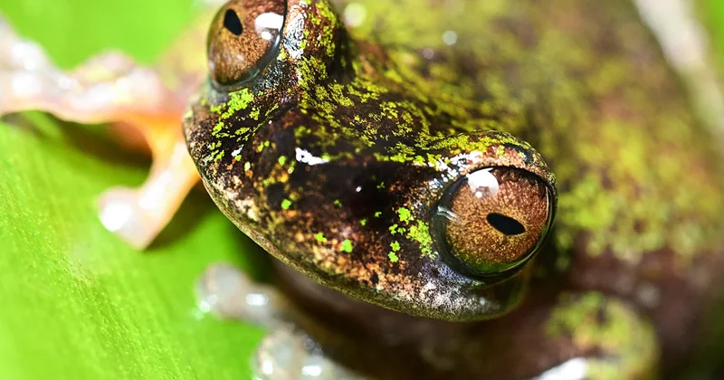 Costa Rica's newly discovered "coffee frog" faces risks from farm pesticides