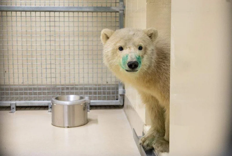 Orphaned polar bear to be ‘ambassador’ for Churchill at Assiniboine Park Zoo