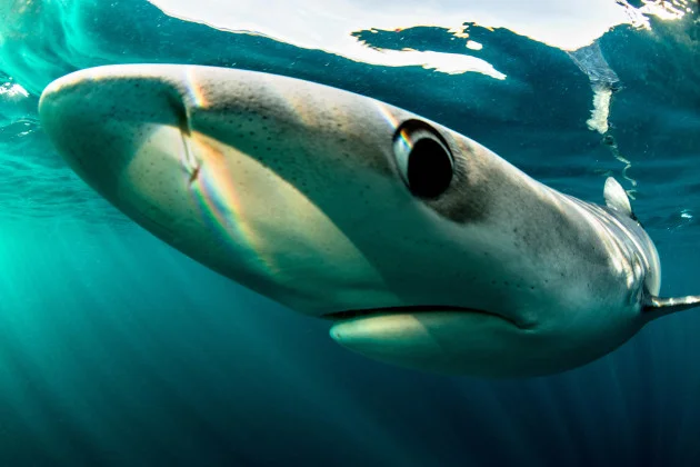 Sharks in Irish waters: They need our protection, not sensationalist headlines