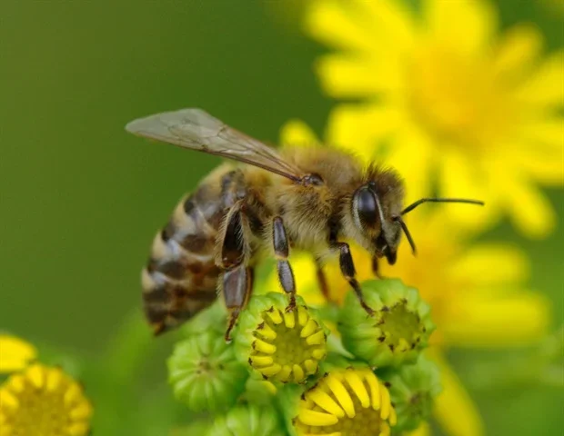 Aston University study reveals how mānuka honey fights antibiotic resistance