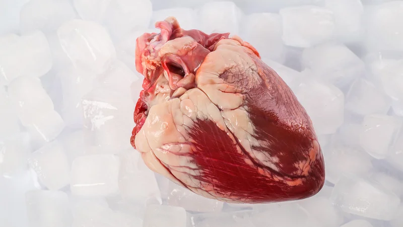 Donor Hearts May Work Better if Stored Slightly Warmer