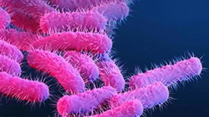 Shigellosis resurfaces in Keralam; 3-year-old from capital hospitalised