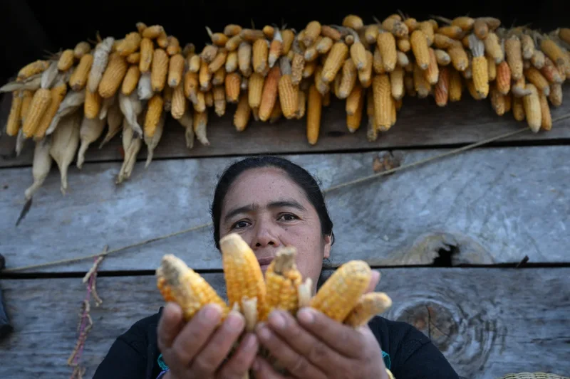 Bulletin world briefing: UN warns El Niño will push 49 million more into acute hunger