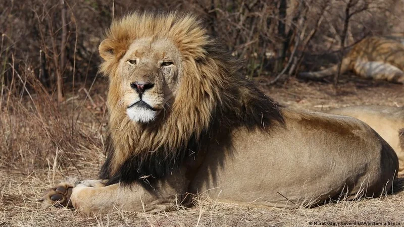 Three lions die of heatstroke at Tokyo zoo