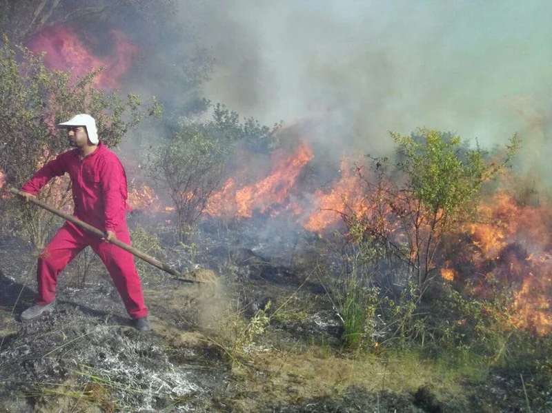 Wildfires across protected areas drop by 88% year on year