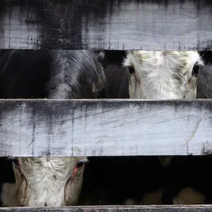 Pastures Past: Saleyard locations debated as towns expanded