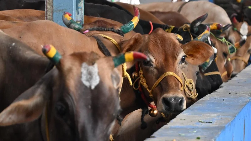 Why I support a National Science Mission on cow urine
