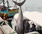 First bluefin tunas caught off Yorkshire since 1960s ‘success story’ for marine conservation
