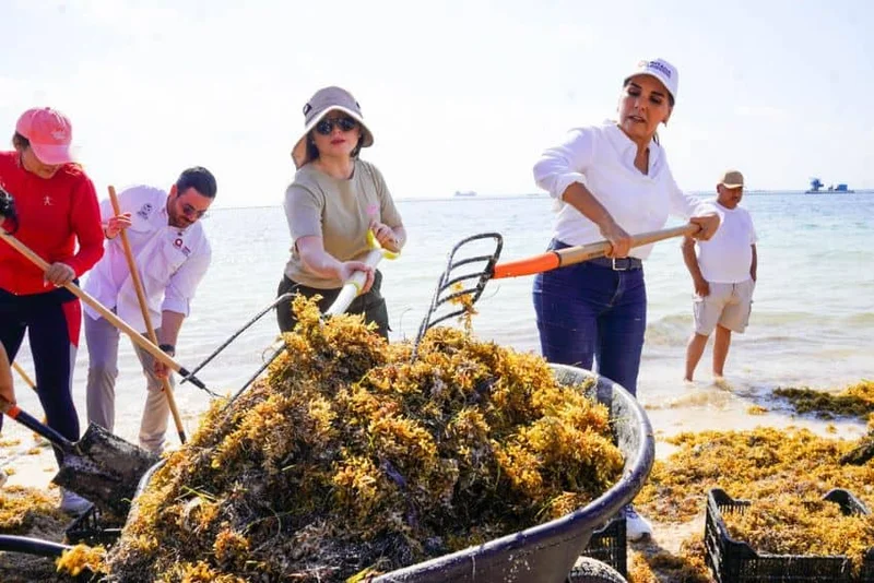 El Jalapeño: Mexico and Japan to collaborate on new sargassum-themed restaurant chain