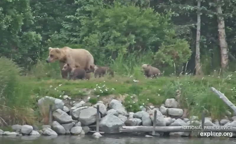 Katmai mother bear kills unrelated cub in second tragic incident of the summer