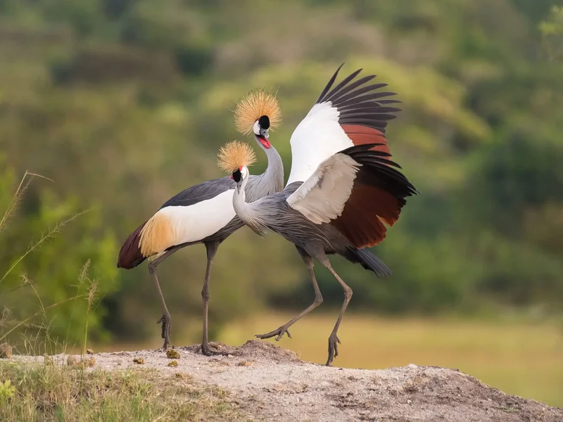 Rwanda’s grey crowned cranes soar from fewer than 300 to 1,438 in a decade