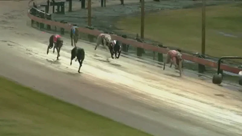 Greyhound badly injured in race supporting Tasmanian industry