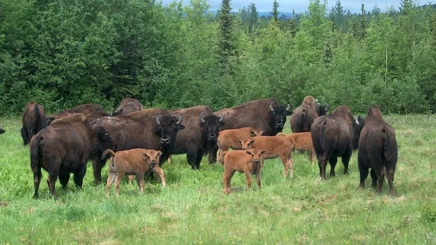 Number of collisions with bison on N.W.T. roads declines